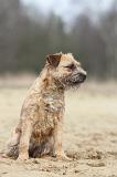 BORDER TERRIER 023